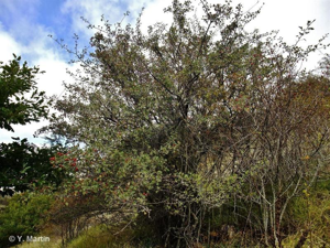 <i>Crataegus azarolus</i> L., 1753 © 