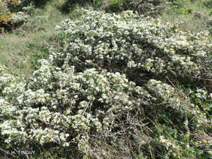 <i>Crataegus monogyna</i> Jacq., 1775 © H. TINGUY