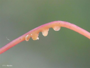 <i>Cuscuta epithymum </i>(L.) L., 1774 subsp.<i> epithymum</i> © 
