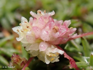 <i>Cuscuta epithymum </i>subsp.<i> kotschyi</i> (Des Moul.) Arcang., 1882 © H. TINGUY