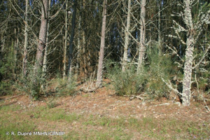 <i>Cytisus striatus</i> (Hill) Rothm., 1944 © R. Dupré MNHN/CBNBP