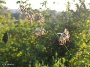 <i>Dactylis glomerata</i> L., 1753 © 