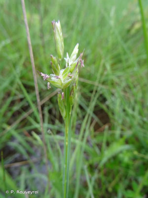 <i>Danthonia decumbens</i> (L.) DC., 1805 © P. Rouveyrol