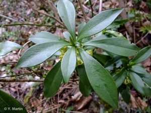 <i>Daphne laureola</i> L., 1753 © 