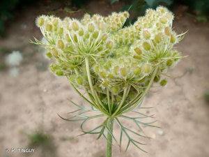 <i>Daucus carota</i> L., 1753 © H. TINGUY