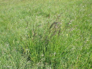 <i>Deschampsia cespitosa </i>(L.) P.Beauv., 1812 subsp.<i> cespitosa</i> © 
