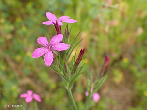 <i>Dianthus armeria</i> L., 1753 © 