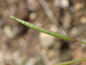 <i>Diplotaxis muralis </i>(L.) DC., 1821 subsp.<i> muralis</i> © 