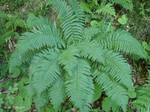 <i>Dryopteris borreri</i> (Newman) Kinahan, 1856 © H. TINGUY