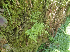 <i>Dryopteris carthusiana</i> (Vill.) H.P.Fuchs, 1959 © 