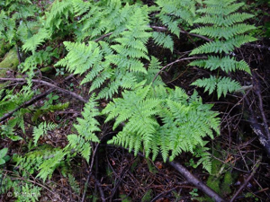 <i>Dryopteris dilatata</i> (Hoffm.) A.Gray, 1848 © 