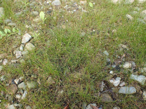 <i>Eleocharis acicularis</i> (L.) Roem. & Schult., 1817 © 