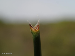 <i>Eleocharis palustris</i> (L.) Roem. & Schult., 1817 © R. Poncet