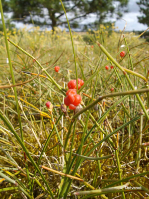 <i>Ephedra distachya</i> L., 1753 © J. Thévenot