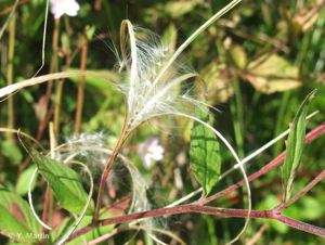 <i>Epilobium montanum</i> L., 1753 © 