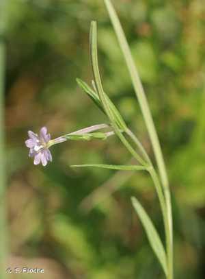 <i>Epilobium obscurum</i> Schreb., 1771 © S. Filoche