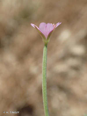 <i>Epilobium tetragonum </i>subsp.<i> lamyi</i> (F.W.Schultz) Nyman, 1879 © H. TINGUY