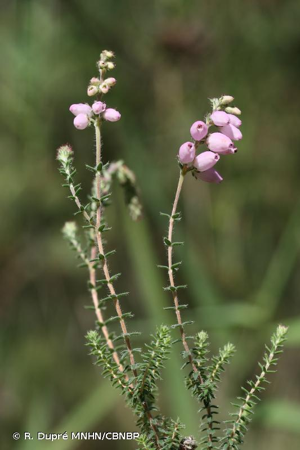 <i>Erica </i>x<i> watsonii</i> Benth., 1839 © R. Dupré MNHN/CBNBP