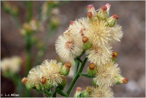 <i>Erigeron bonariensis</i> L., 1753 © 