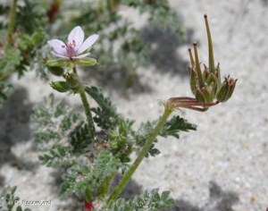 <i>Erodium lebelii</i> Jord., 1852 © P. Rouveyrol