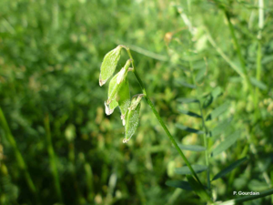 <i>Ervilia hirsuta</i> (L.) Opiz, 1852 © P. Gourdain