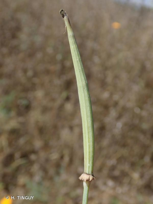 <i>Eschscholzia californica</i> Cham., 1820 © H. TINGUY
