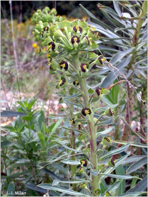 <i>Euphorbia characias</i> L., 1753 © 