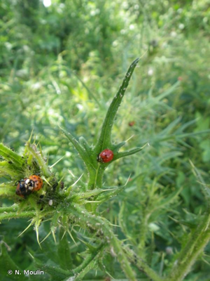 <i>Harmonia axyridis</i> (Pallas, 1773) © N. Moulin