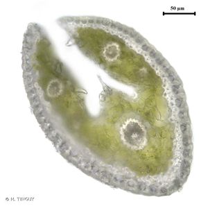 <i>Festuca filiformis</i> Pourr., 1788 © H. TINGUY
