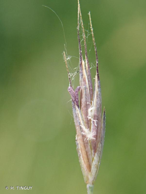 <i>Festuca nigrescens</i> Lam., 1788 © H. TINGUY