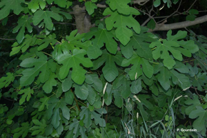 <i>Ficus carica</i> L., 1753 © P. Gourdain