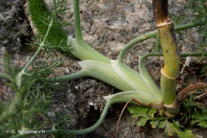 <i>Foeniculum vulgare</i> Mill., 1768 © O. Roquinarc'h