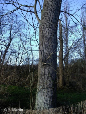 <i>Fraxinus excelsior</i> L., 1753 © 