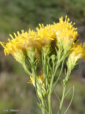 <i>Galatella linosyris</i> (L.) Rchb.f., 1854 © H. TINGUY