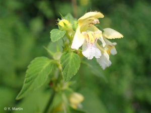 <i>Galeopsis tetrahit</i> L., 1753 © 