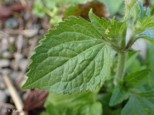 <i>Galinsoga quadriradiata</i> Ruiz & Pav., 1798 © 
