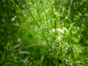 <i>Galium palustre</i> L., 1753 © P. Gourdain