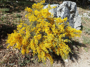 <i>Genista scorpius</i> (L.) DC., 1805 © H. TINGUY