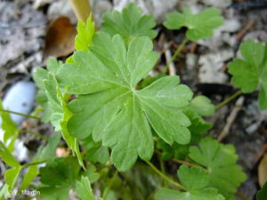 <i>Geranium macrorrhizum</i> L., 1753 © 
