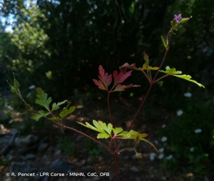 <i>Geranium purpureum</i> Vill., 1786 © R. Poncet - LPR Corse - MNHN, CdC, OFB