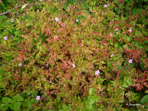 <i>Geranium robertianum</i> L., 1753 © P. Gourdain