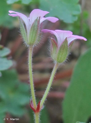 <i>Geranium rotundifolium</i> L., 1753 © Y. Martin