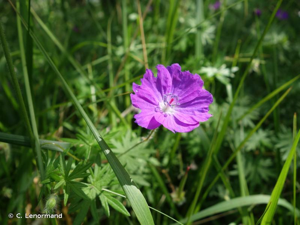<i>Geranium sanguineum</i> L., 1753 © C. Lenormand