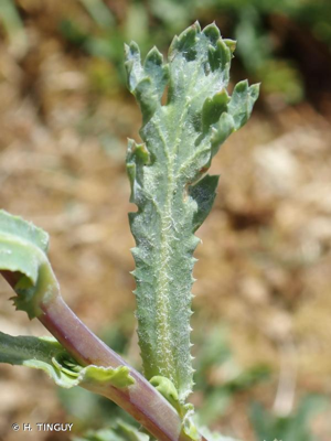 <i>Glebionis segetum</i> (L.) Fourr., 1869 © H. TINGUY