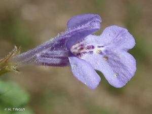 <i>Glechoma hederacea</i> L., 1753 © H. TINGUY