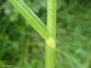<i>Glyceria maxima</i> (Hartm.) Holmb., 1919 © 