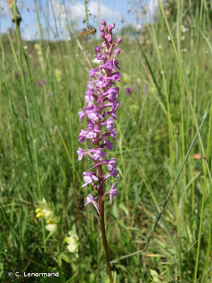 <i>Gymnadenia conopsea</i> (L.) R.Br., 1813 © C. Lenormand