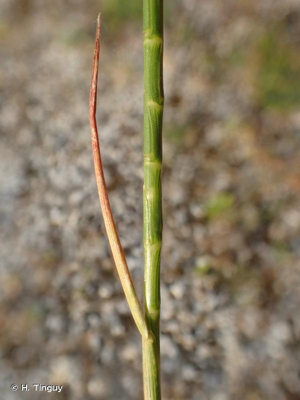 <i>Hainardia cylindrica</i> (Willd.) Greuter, 1967 © H. Tinguy