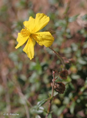 <i>Helianthemum nummularium</i> (L.) Mill., 1768 © S. Filoche