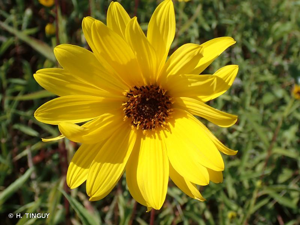 <i>Helianthus tuberosus</i> L., 1753 © H. TINGUY